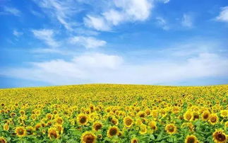 太阳花的花语英文翻译,太阳花的寓意和花语英文