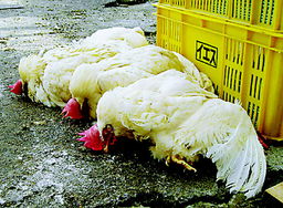 禽流感出现后鸡的养殖方法