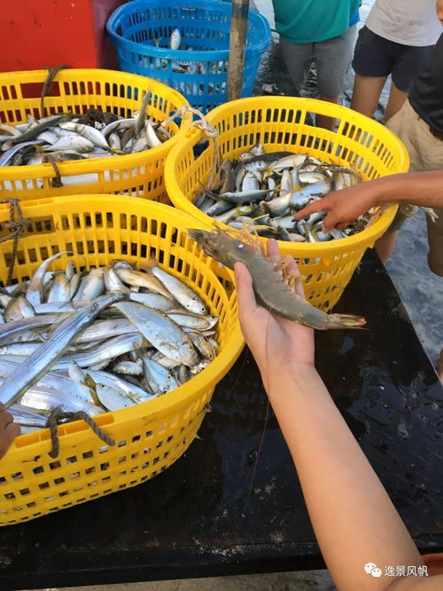 海洋生物资源最丰富的是哪个大洋,海洋生物最丰富的海洋是哪个？(图2)