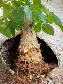 发财树烂根后多久生根,发财树烂根后生根的时间取决于许多因素，包括树的大小、健康状况、土壤和环境条件等