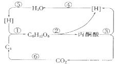 下图表示菠菜叶肉细胞光合与呼吸过程中碳元素和氢元素的转移途径,其中①⑥代表有关生理过程 相关叙述不... 无忧题库 