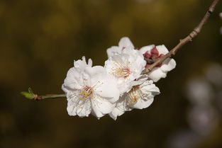 双鱼2月和3月根本不一样