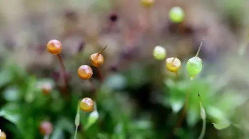 苔花长什么样,犼长什么样？