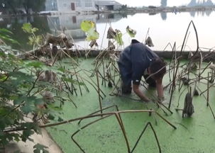 小伙到自家莲藕池采莲藕,却在水里摸到这种 宝贝 到底是啥