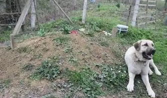 宠物狗消失3天,主人在墓园找到它的时候放声痛哭