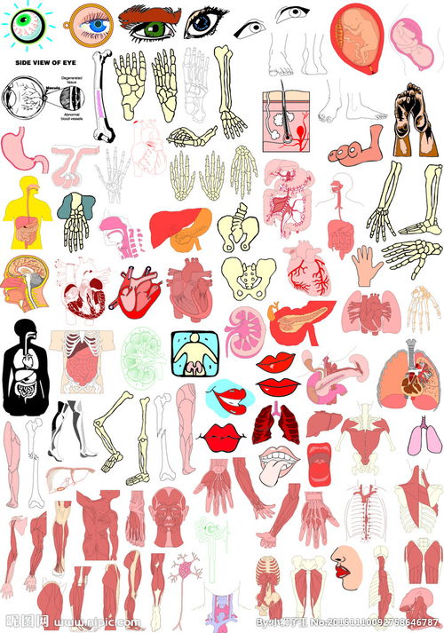 人体结构各部位解剖图素材图片 