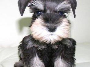 图 康青名犬出售纯种雪瑞纳犬多少钱纯种雪纳瑞多少钱纯种雪纳瑞价格 北京宠物狗 