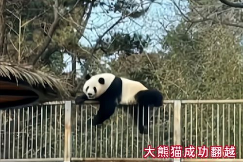 成都春熙路 大熊猫爬墙 网红大熊猫的创意雕塑来源于哪里
