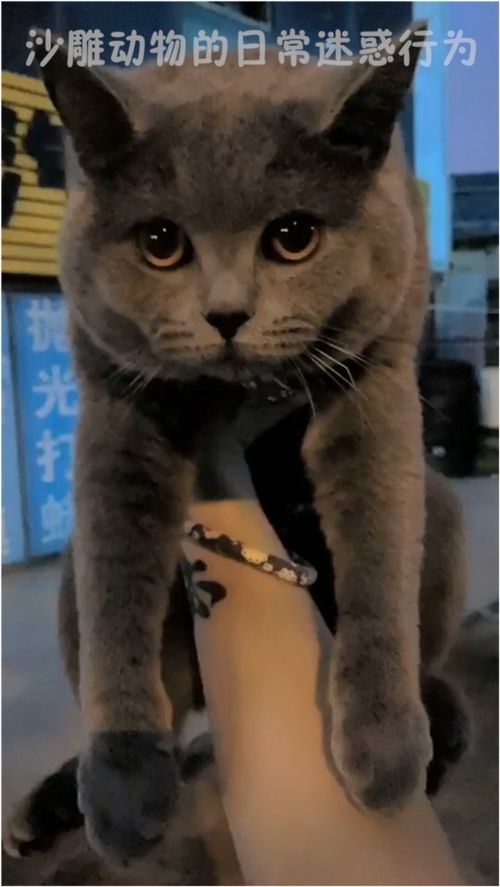 沙雕动物的日常迷惑行为 流浪猫会羡慕宠物猫吗 