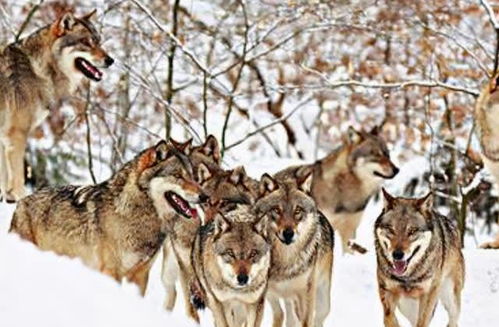 古代游牧民族常被狼群攻击,牧民做个小铁圈,后来狼群不敢靠近