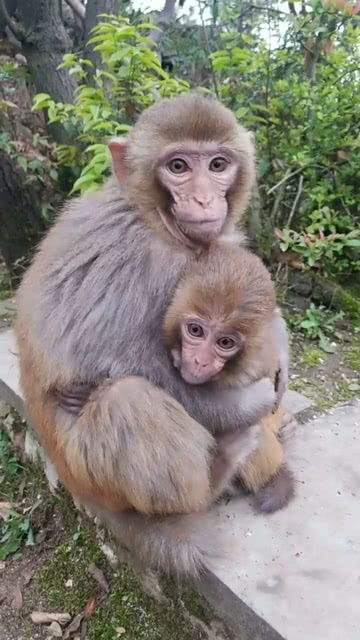 相依为命的两只小猴子,看起来感情特别的好 