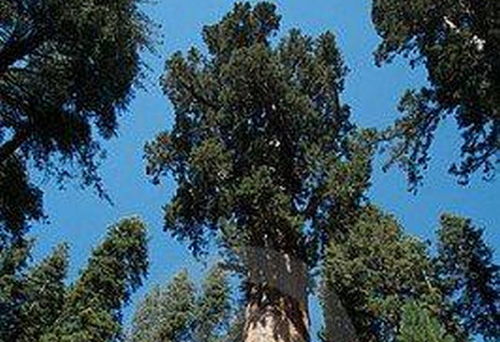 中国最长寿的树 世界最老的树15亿年