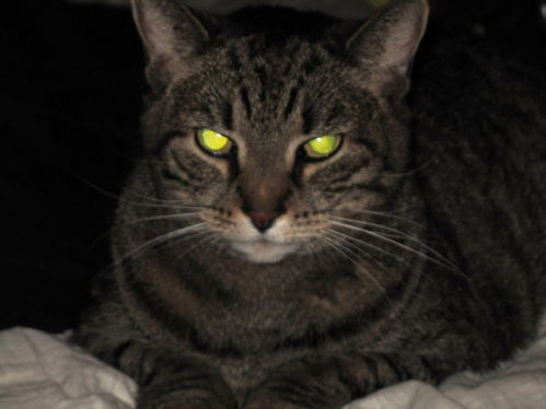 为什么猫的眼睛在夜晚会发光 