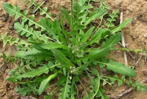 春天地理最有营养的6种野菜,是农村人的福利,你对它们了解多少