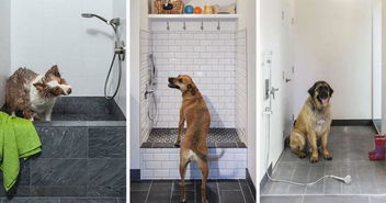 在家里有一个狗洗站的好处,你应该知道给狗洗澡的痛苦