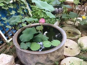 家里的大水缸就适合养花,装满水放在院子里,轻松打造一个小池塘