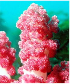 珊瑚朴育苗技术及栽植技术要点,珊瑚樱的种子几月份播种