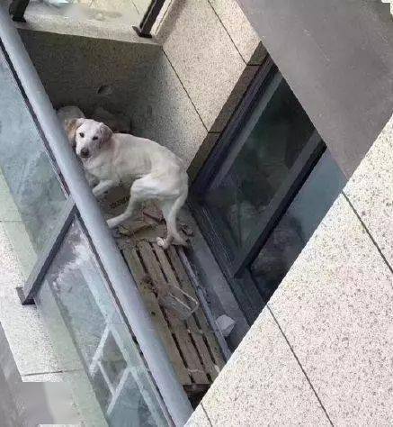 狗狗被弃养在阳台,大冬天只有一张硬纸板保暖,狗主人你的良心呢