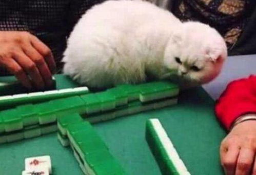 男子打麻将总是输,随后放了只猫咪在桌上,顿时惊喜来了