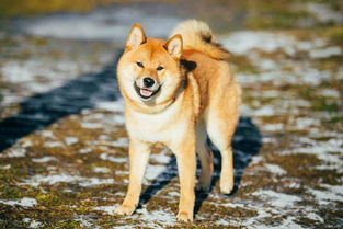 日本送给俄罗斯的秋田犬,普京养的什么狗？