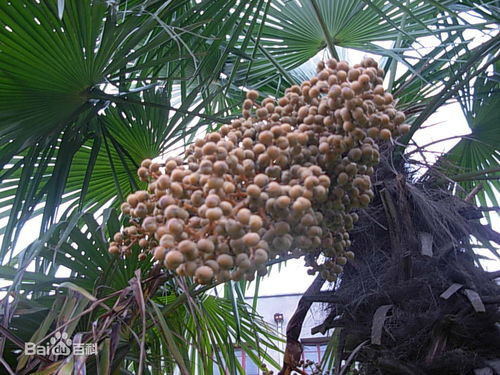 棕榈树果实可以吃吗 棕榈树上面一串串的果子