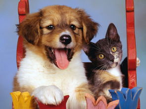 可爱的猫与狗 可爱的猫与狗壁纸 可爱的猫与狗壁纸下载 