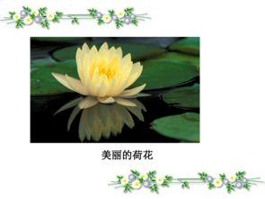 语文二年级下北京版3.9 植物妈妈有办法 课件1 