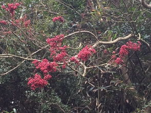 冬季无叶,树枝上挂满红色果子,这是什么树 
