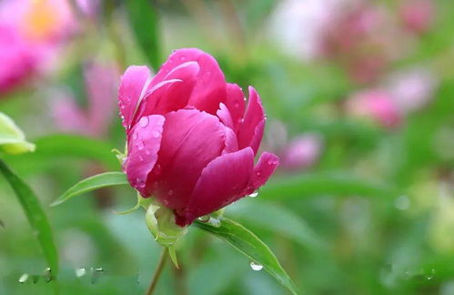 雨后泗水 众里寻她千百度,原来这么美