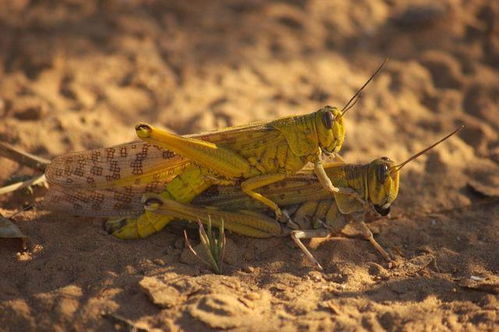 非洲沙漠蝗虫(非洲沙漠蝗虫图片)