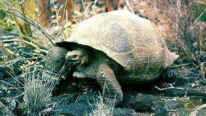 Galapagos recovery 加拉巴哥象龟数量回升 