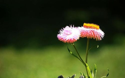 3月底,不再退缩,花开不败,三大星座,寻回真爱,重获甜蜜恋爱 天秤座 