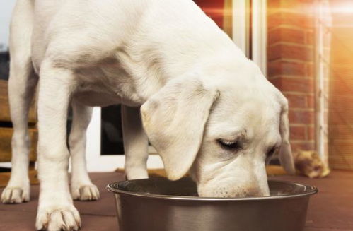 超过一半的狗狗肥胖,是喂食不当造成的,成年犬应该怎样喂食呢