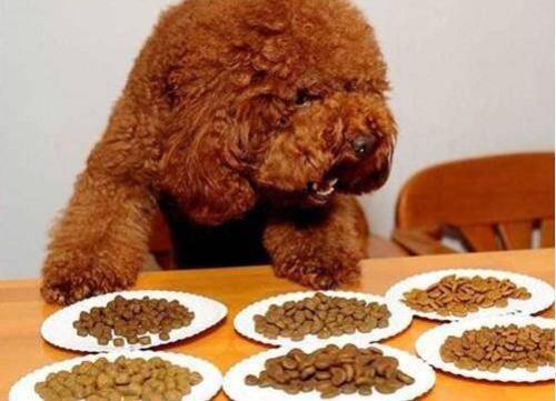狗狗25天可以吃狗粮吗,怎么喂食比较合适