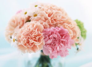 五月二十日花语：优雅的紫罗兰与浪漫的康乃馨
