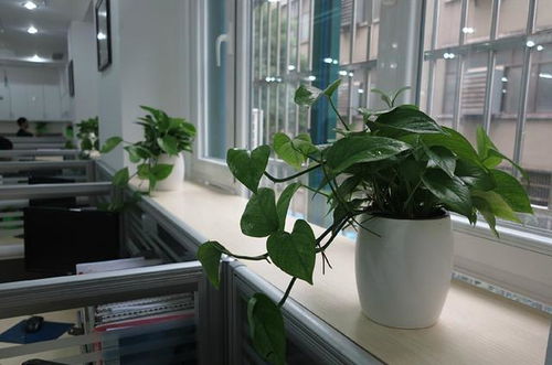 办公室高档好养的绿植,办公室必备绿植，优雅与生机并存！