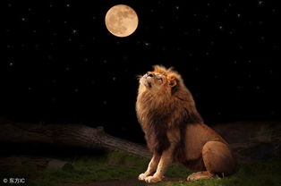 星座散记之每日狮子座 为什么狮子座那么招人稀罕