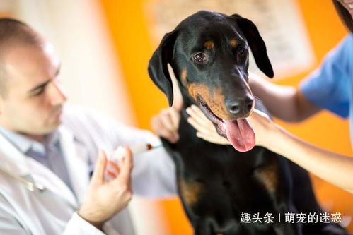 犬淋巴瘤一旦恶化,或可发展为癌症 这里生活的狗狗患病机率更高