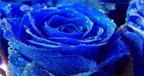 渐变蓝玫瑰花语,蓝色渐变的玫瑰花叫什么