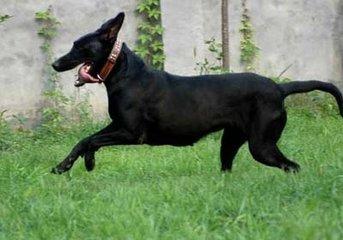血统极纯,中国唯一本土纯黑色猎犬 墨界犬果然很秀美