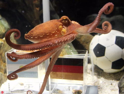 欧洲杯章鱼,世界杯章鱼为什么就能预测那么灵？