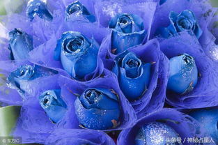 12星座代表的玫瑰花,双鱼座是蓝色妖姬,你的星座玫瑰喜欢吗 