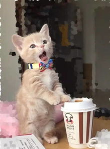 日本网友养了一只曼基康猫,刚刚2个月大一点就红遍网络了
