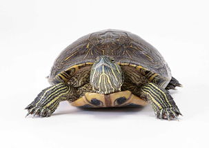 乌龟动物世界海龟地球生物摄影素材图片 模板下载 1.51MB 其他大全 其他 