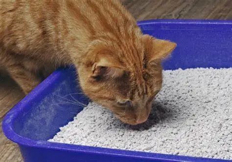 为什么有的猫咪会爱吃猫砂