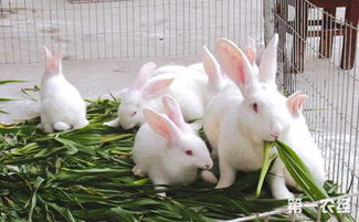 冬季家兔养殖如何防疫 家兔冬季养殖的防疫工作