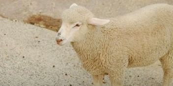 在农村养羊如何养 