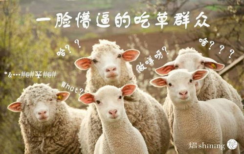 10个关于羊的冷知识,你知道吗 