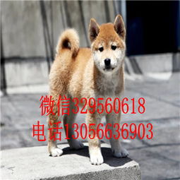 柴犬币2025能涨到多少钱一枚,安徽省合肥到福建省泉州市坐车要多久？多少钱？ 柴犬币2025能涨到多少钱一枚,安徽省合肥到福建省泉州市坐车要多久？多少钱？ 融资