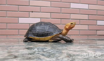 中国10大最名贵的乌龟,你想养了哪种